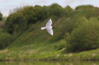 Beyaz bir martı, Avrupa 'da bir yaz gününde bulanık yüksek bir tepenin arka planında hızla uçar.