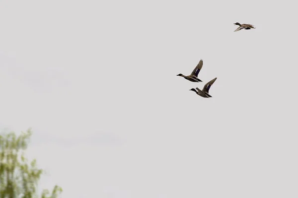 Trois Canards Colverts Migrateurs Volent Contre Ciel Blanc Dessus Sommet — Photo