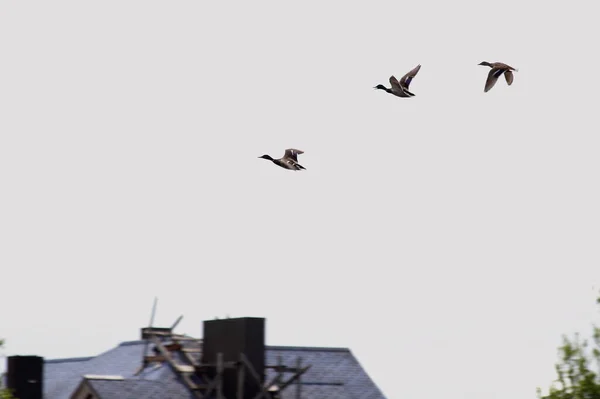 Deux Oiseaux Fesses Avec Queue Une Paire Canards Sauvages Sauvagine — Photo