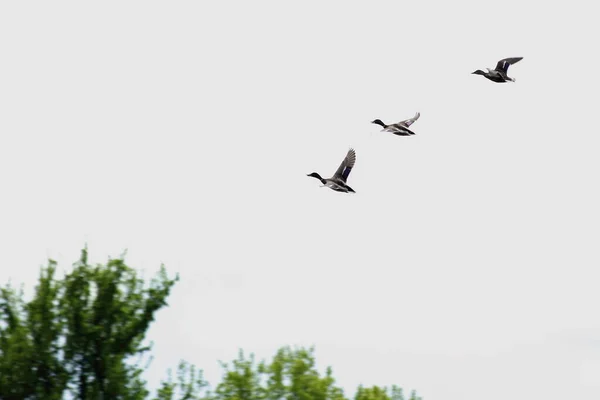 Deux Oiseaux Fesses Avec Queue Une Paire Canards Sauvages Sauvagine — Photo