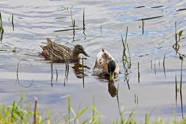 Dois Pássaros Bundas Com Caudas Par Aves Aquáticas Patos Selvagens — Fotografia de Stock