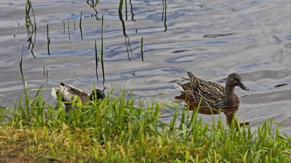 Two Bird Asses Tails Pair Waterfowl Wild Ducks Close Looking — Stock Photo, Image