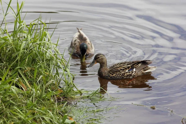 Two Bird Asses Tails Pair Waterfowl Wild Ducks Close Looking — 스톡 사진