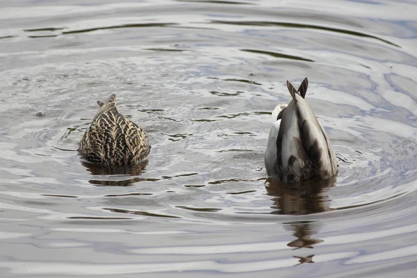 Две Птичьи Задницы Хвостами Двух Водоплавающих Диких Уток Вблизи Ищут — стоковое фото