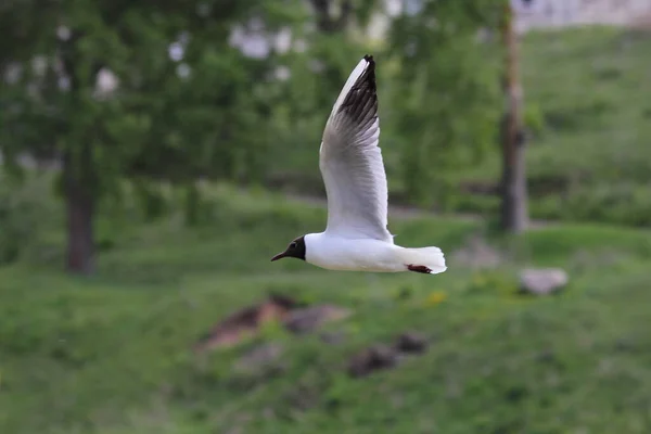 Eine Weiße Möwe Fliegt Einem Sommertag Vor Dem Hintergrund Von — Stockfoto