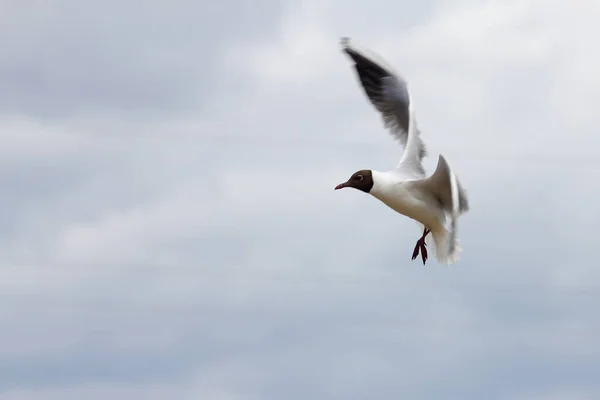 Bílý Rybník Letí Rychle Obloze Pozadí Drátů — Stock fotografie