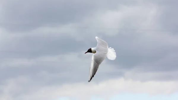 Eine Weiße Möwe Fliegt Vor Dem Hintergrund Von Drähten Schnell — Stockfoto