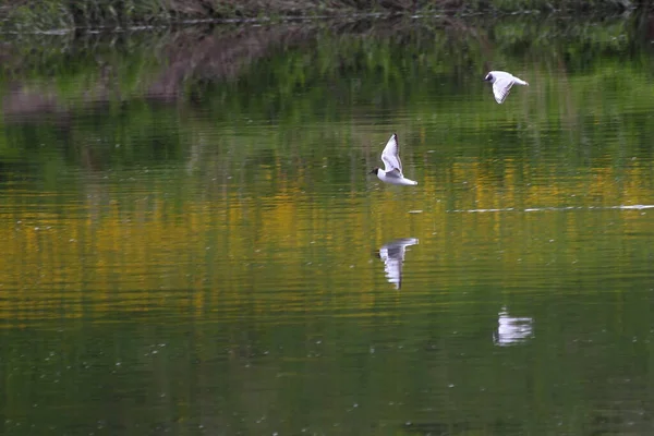 Duas Gaivotas Brancas Voam Sobre Água Com Reflexo Grama Costeira — Fotografia de Stock