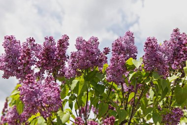 Bahçede tek sıra halinde açan güzel leylak dalları, güneşli bir ilkbahar gününde bir çalılığın tepesinde bulutlarla kaplı gökyüzüne karşı.