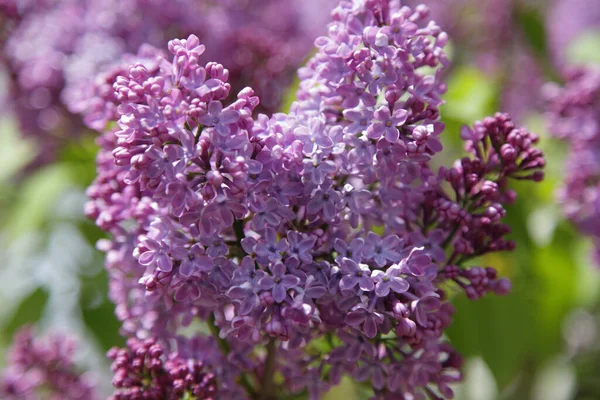 Belle Branche Lilas Rose Pelucheux Près Dans Jardin Jour Printemps — Photo