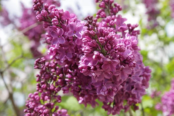 Belle Floraison Fleurs Lilas Violet Velours Fermer Dans Jardin Par — Photo