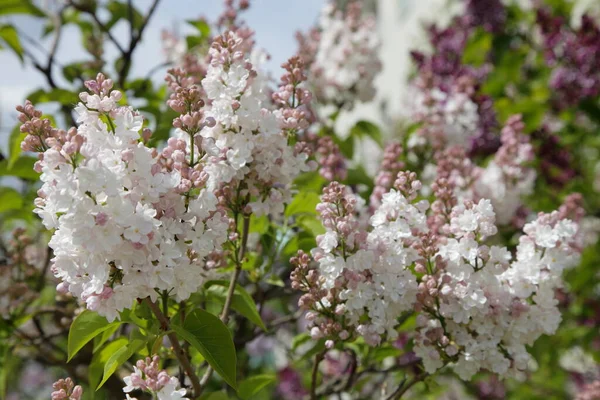 Belle Velouté Blanc Rose Clair Fleurs Lilas Sur Brances Bouquet — Photo