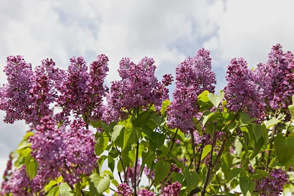 Belles Branches Lilas Fleurs Dans Une Rangée Pair Dans Jardin — Photo