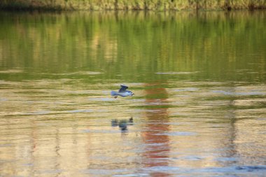 Büyük kanatlı bir martı, yeşil çimen nehrinin yansımasıyla suyun üzerinde uçar.
