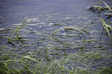 Sudaki eğimli yeşil çimenler, nehrin kıyıdaki akışı.