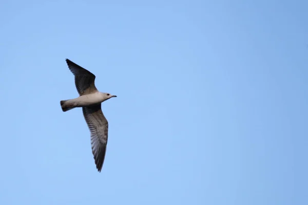 Nahaufnahme Möwe Mit Großen Flügeln Fliegt Auf Klarem Blauen Himmel — Stockfoto