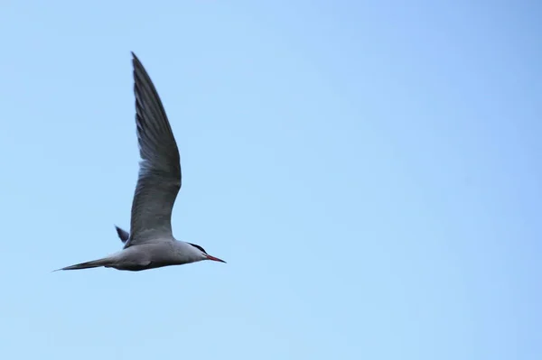 Großaufnahme Möwe Mit Großen Flügeln Fliegt Gegen Einen Klaren Blauen — Stockfoto