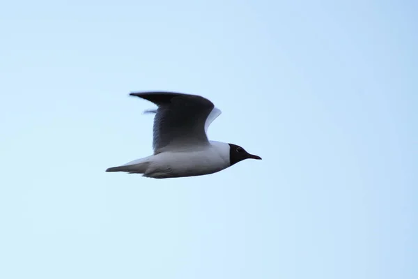 Weiße Möwe Mit Schwarzem Kopf Fliegt Von Links Nach Rechts — Stockfoto