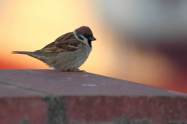 Close Marrom Pouco Sparrow Senta Tijolo Vermelho Fundo Borrado Vista — Fotografia de Stock