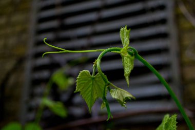 Akşamları Macro Doğa