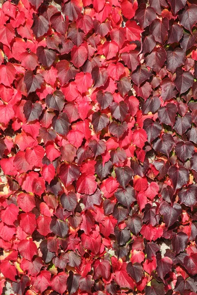 Virginia Creeper sfondo — Foto Stock