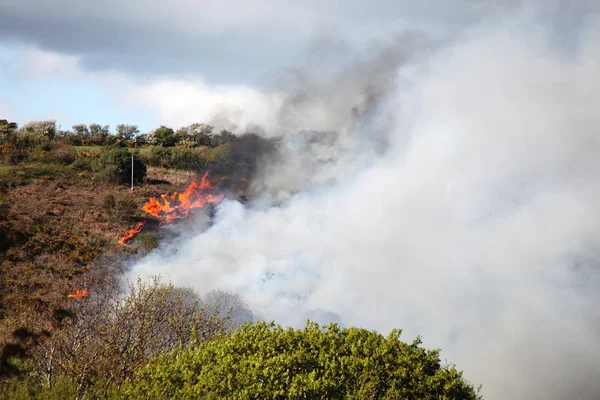 Fuego de hierba en un verano caluroso — Foto de Stock