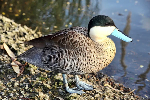 Puna Teal (Anus Versicolor puna). — Photo