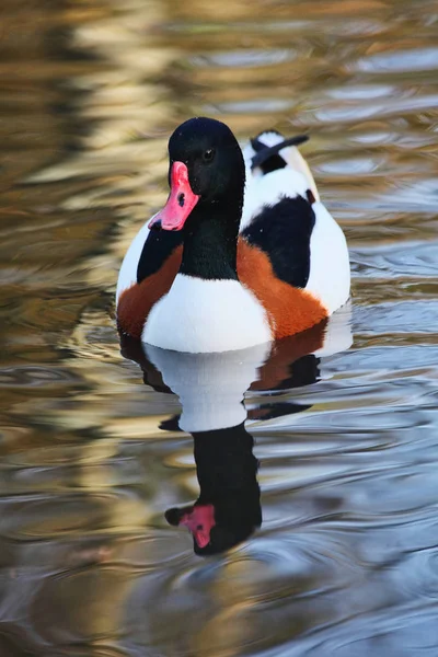 Pato pardo común (Tadorna tadorna ) — Foto de Stock