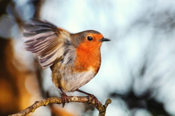 Robin redbreast (Erithacus rubecula) — Stock Fotó