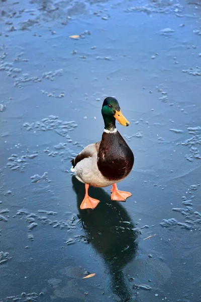 Anatra reale su un lago ghiacciato — Foto Stock