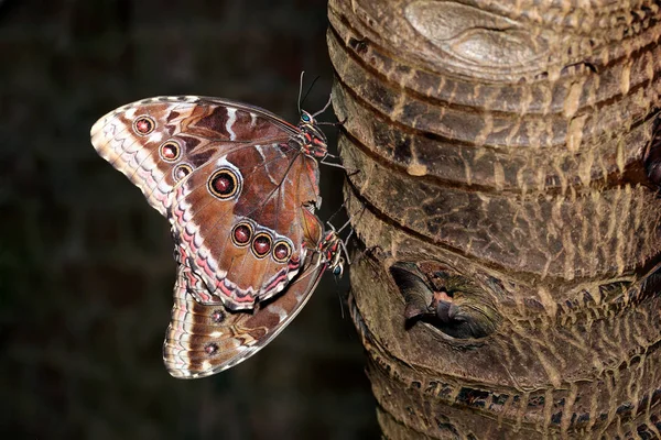 Azul Morpho borboletas acasalamento — Fotografia de Stock