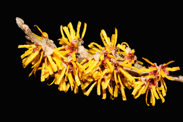 Hamamelis 'Brevipetala' (Ведьма Хейзел
)