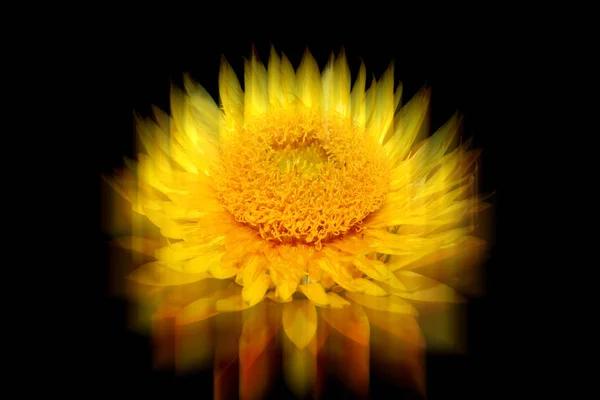 Helichysum (gelb) mit Reflexionsunschärfe — Stockfoto