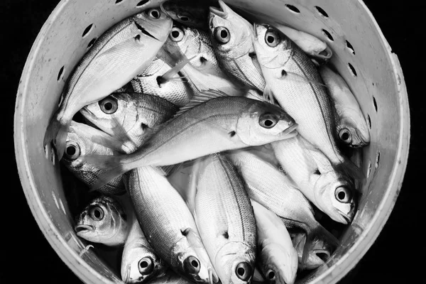 Peixe-marinho-do-atlântico num balde — Fotografia de Stock