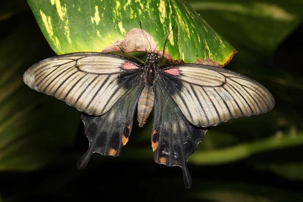 Fecskefarkú pillangó pihen egy zöld levél — Stock Fotó
