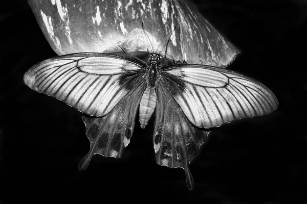 Tropiska swallowtail butterfly — Stockfoto
