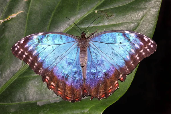 Голубая морфо-тропическая бабочка — стоковое фото