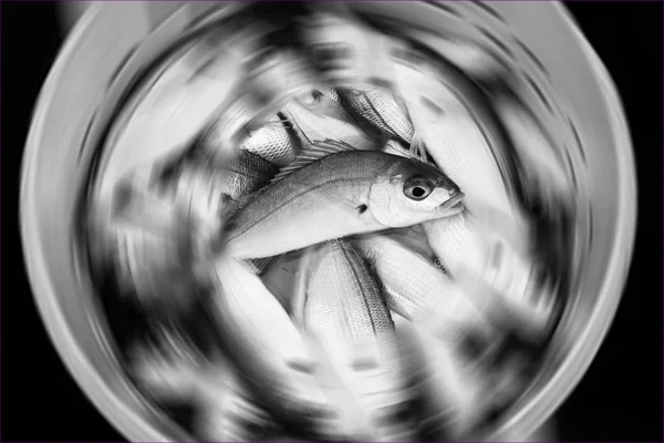 Peixe em um balde com um borrão radial — Fotografia de Stock