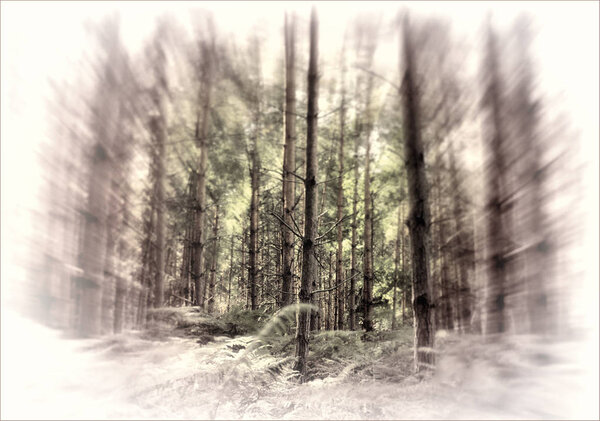 Forest woodland trees with a zoom burst effect