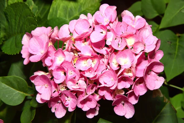 Hortensia macrophylla rosa — Foto de Stock