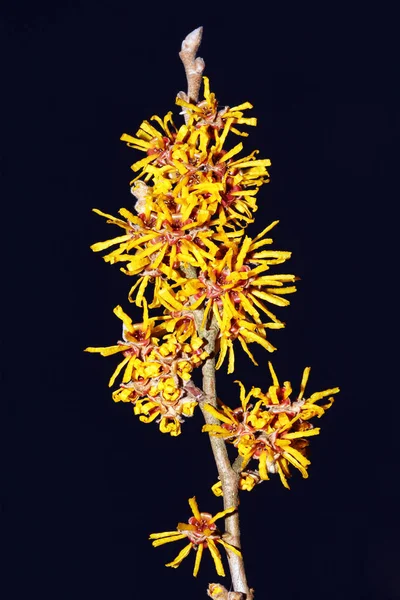 Hamamelis 'Brevipetala' (Witch Hazel)