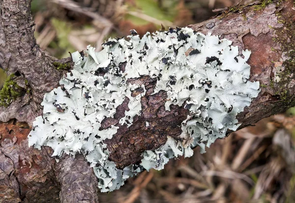 Lichen en un tronco de árbol — Foto de Stock