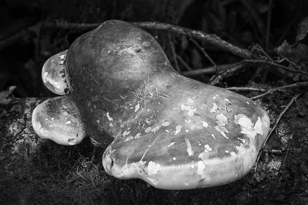 Hongos de soporte que crecen de un tronco de árbol en descomposición — Foto de Stock