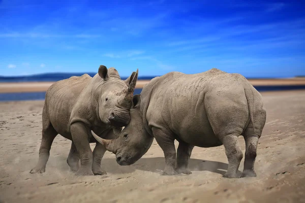 Two Rhinoceros Fighting Head Head — Stock Photo, Image