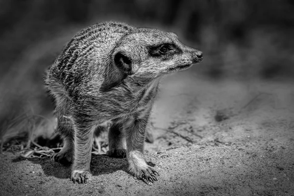 Meerkat Alerta Mantendo Guarda Imagem Monocromática Preto Branco — Fotografia de Stock