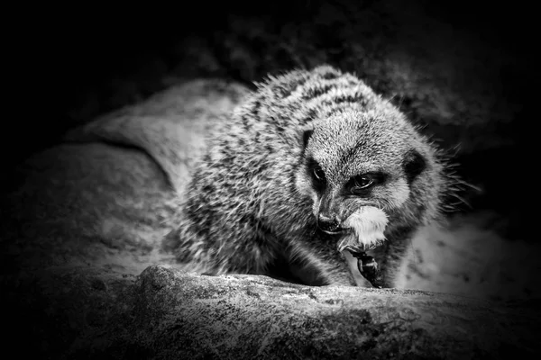 Ostra Meerkat Alertu Brutalnie Karmienia Myszy Monochromatyczne Obraz Czarno Biały — Zdjęcie stockowe