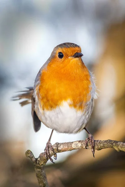 Robin Redbreast Erithacus Rubecula Een Tak Van Een Winter Bos — Stockfoto