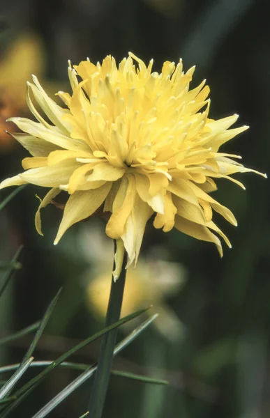 Daffodil Narciso Rip Van Winkle Crescendo Mar Primavera — Fotografia de Stock