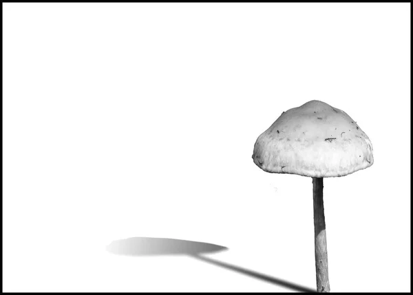 Woodland Fungi Mushroom Drop Shadow Cut Out Isolated White Background — Stock Photo, Image