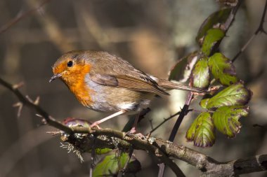Kış orman ağaç dal Robin gerdan (Erithacus rubecula)